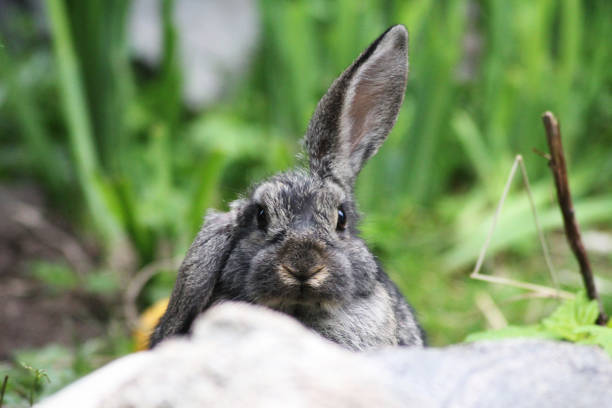 A bunny with one ear standing and one ear down