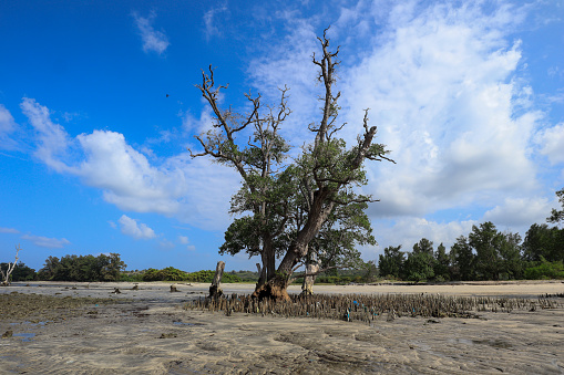 Dead mangrove trees on the beach are silent witnesses to the devastating 2004 Aceh earthquake and tsunami