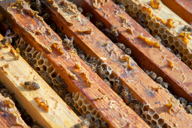 istock Open hive showing the bees swarming on a honeycomb. 2030313149