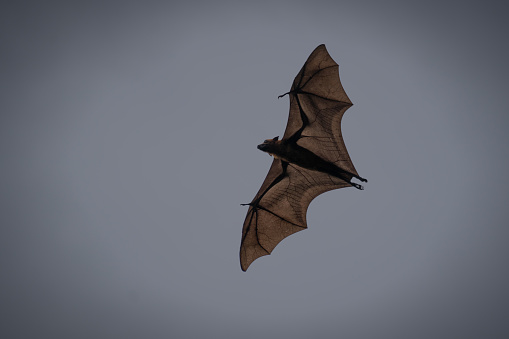 Flying Fox (Pteropodidae) flying in the evening