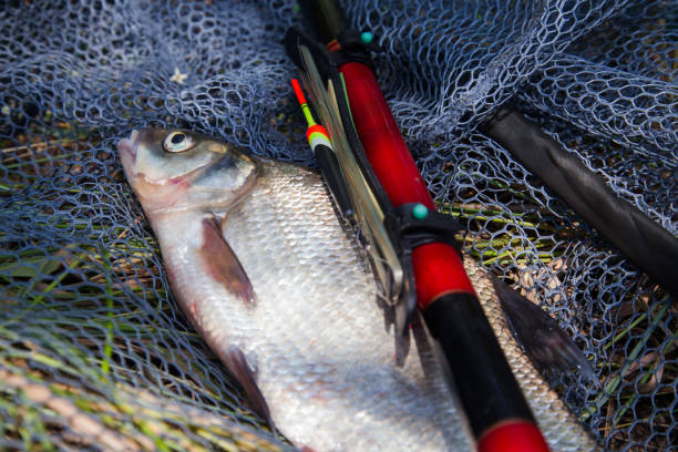 istock Big freshwater common bream (Abramis brama) with float rod on black fishing net. 2030321432