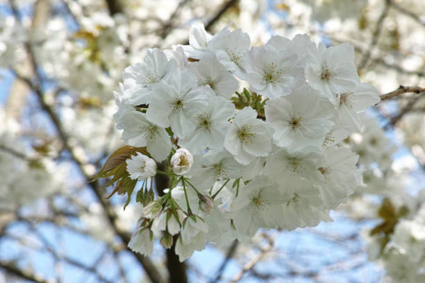 Prunus serrulata 'Taihaku' (Great White Cherry)