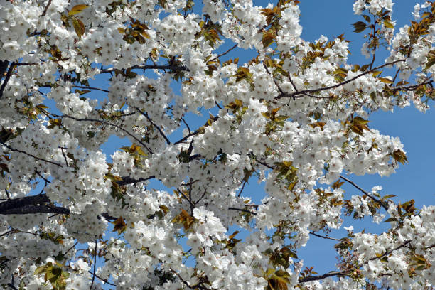 istock Prunus serrulata 'Taihaku' (Great White Cherry) 2030322486