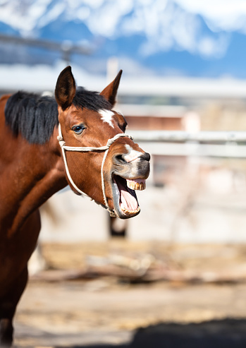 Funny portrait of smiling horse with unreal white teeth, with copy space