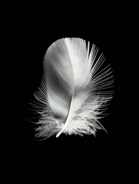 istock a small white bird feather in close-up 2030324776