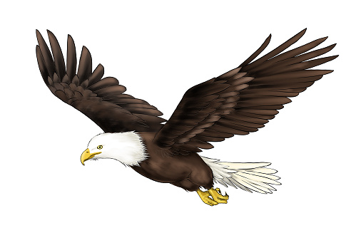 illustration of bald eagle flying isolated