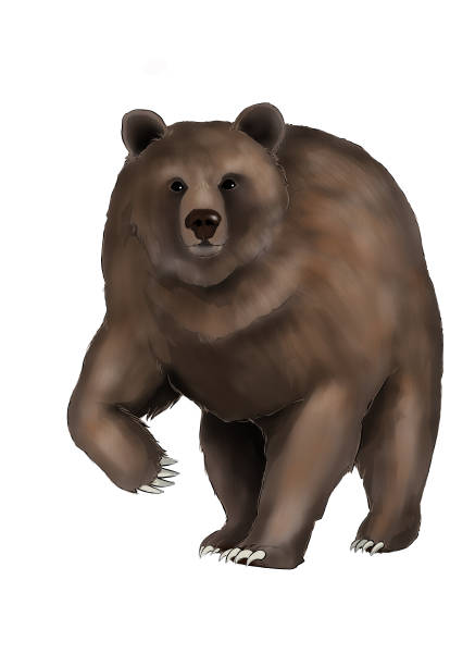 istock illustration of grizzly bear isolated 2030325326