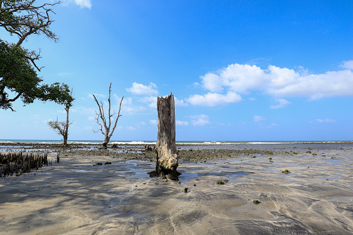 Dead mangrove trees on the beach are silent witnesses to the devastating 2004 Aceh earthquake and tsunami