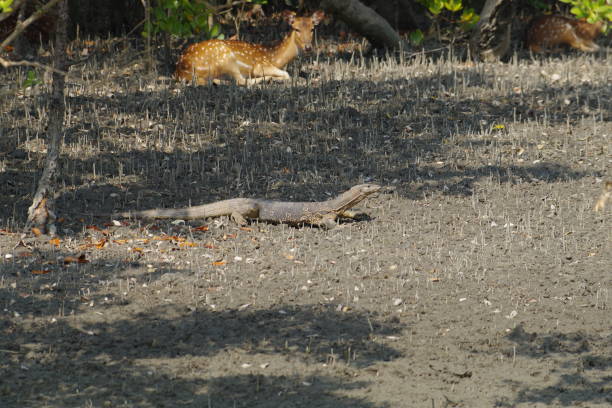 istock Lizard in Sundarban National Park 2030326993