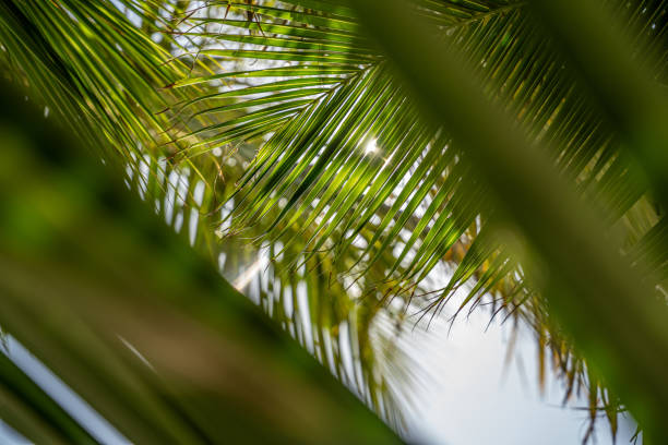 Sun shining through Palm Leaves in Palm Forest