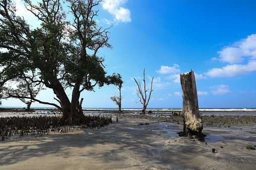 Dead mangrove trees on the beach are silent witnesses to the devastating 2004 Aceh earthquake and tsunami