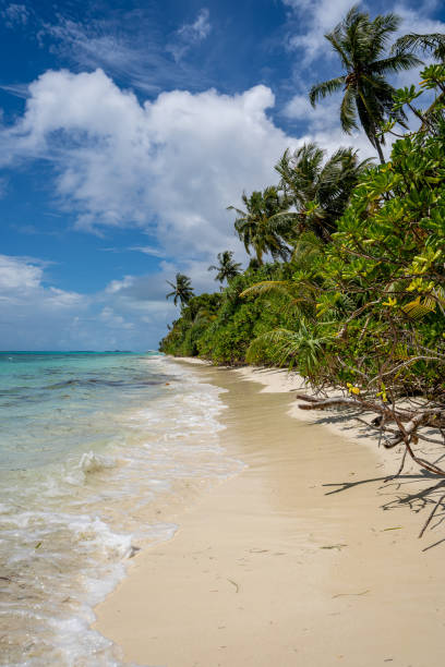 istock Palm Beach in the afternoon with waves lapping on the sand 2030330807