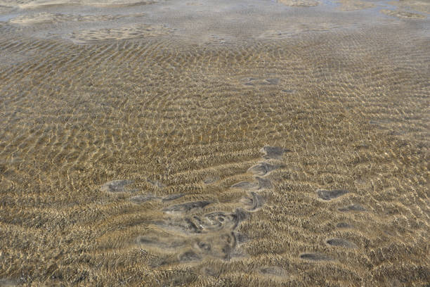 Thrombolites in Lake Clifton