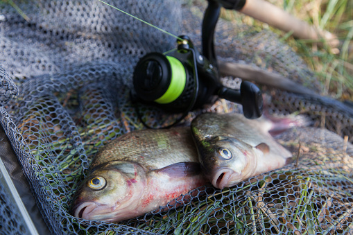 Catching fish - two big freshwater common bream known as bronze bream or carp bream (Abramis brama) and fishing rod with reel on black fishing net.