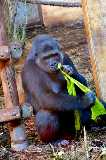 istock Ape palyng with green fabric 2030340710