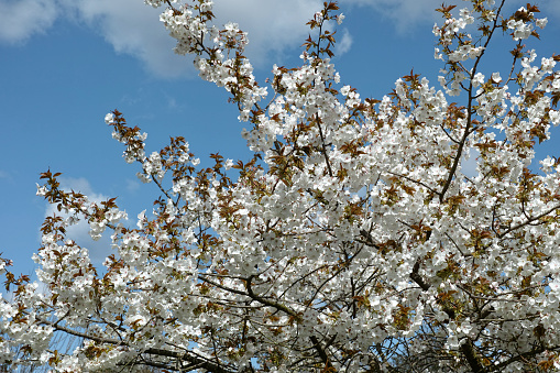 In 1926 Captain Collingwood Ingram (“Cherry” Ingram) was invited to Japan to give a lecture to the Sakurakai (cherry society).  Whilst there he was shown a picture in an 18th Century book of a large, white cherry blossom that had become extinct.  He recognised the same blossom on a cherry tree which had been imported to a Sussex garden in 1899 and was able to take cuttings from it and reintroduce the lost Taihaku to Japan in 1932.
The Taihaku Cherry Blossom is known as the ‘Great White’ for its snow like clusters of 7cm long blooms.
In autumn the Taihaku leaves turn a beautiful coppery colour.