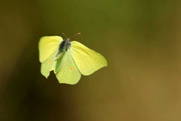 istock male brimstone in flight (gonepteryx rhamni) Bavaria, Germany 2030341827