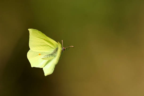 istock male brimstone in flight (gonepteryx rhamni) Bavaria, Germany 2030341831