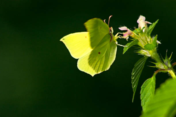 siarka gonepteryx rhamni samica na martwej pokrzywie martwa pokrzywa lamium maculatum niemcy europa - gonepteryx zdjęcia i obrazy z banku zdjęć