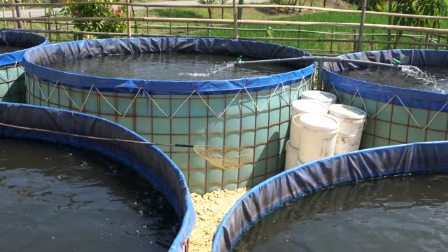 Raising and cultivating fish by using fish ponds made of round or circular tarpaulin that can maximize fish production with a narrow and limited production area in Pati, Central Java, Indonesia, Asia