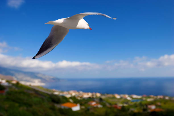 young black-headed Gull (Larus Ridibundus) over bay and ocean