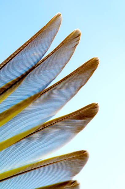 pióra skrzydeł czyżyka (carduelis spinus) - czyżyk zdjęcia i obrazy z banku zdjęć