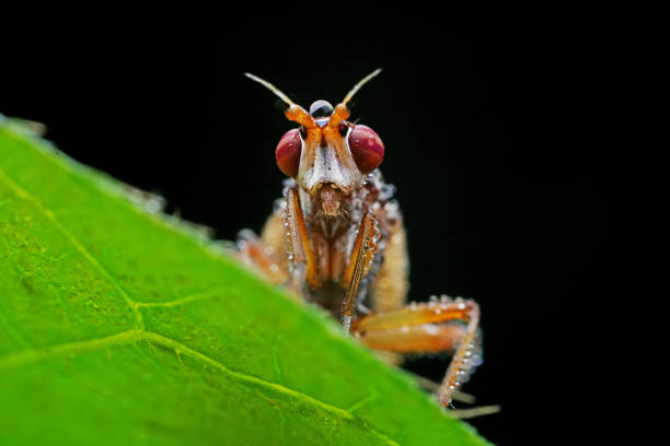 istock Flies on wild plants, North China 2030346260