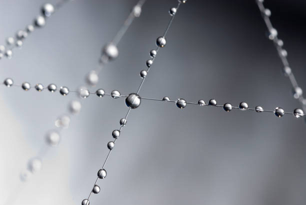 dandelion seed with water drops on sky background