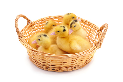 Ducklings in basket isolated on a white background.