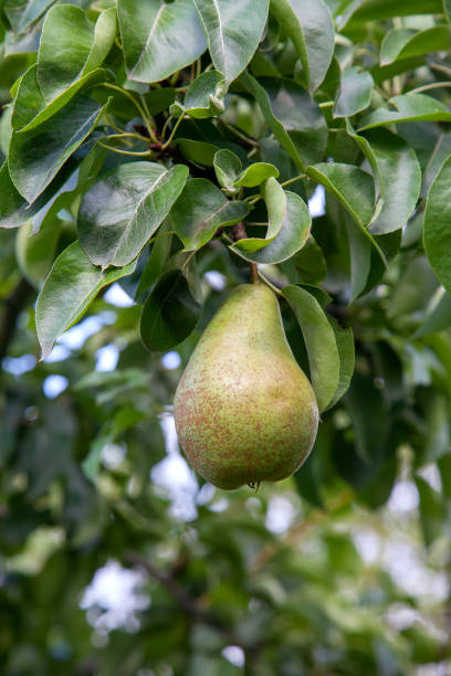 istock Shiny delicious pears hanging from a tree branch in the orchard. 2030360734