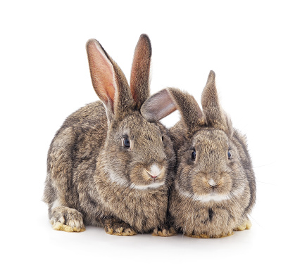 Two gray rabbits isolated on a white background.