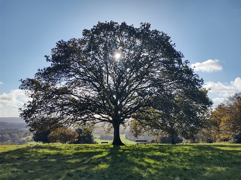 A beautiful serene scene of an English oak backlit by the autumn sun casting shadows in the foreground.