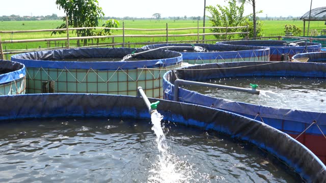 Raising and cultivating fish by using fish ponds made of round or circular tarpaulin that can maximize fish production with a narrow and limited production area in Pati, Central Java, Indonesia, Asia