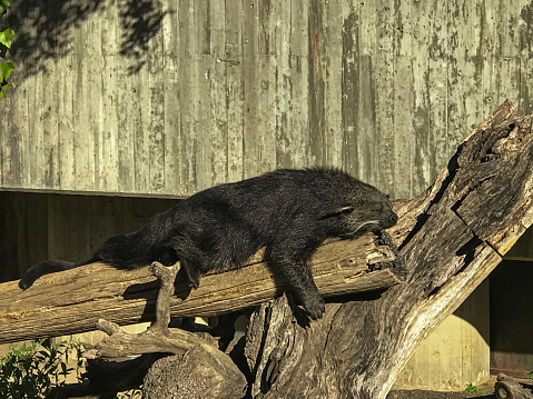 Binturong or philipino bearcat walking on the trees. Adult sleeping at the top of a dead tree.