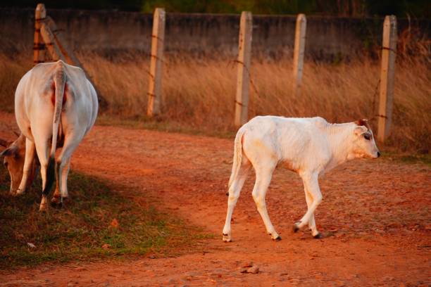 istock a cute white cow's calf walking on ground 2030374784
