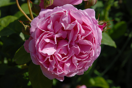 Perfect bloom of Mary Rose, an English Shrub Rose,  beautiful pink loose petalled flower of medium size