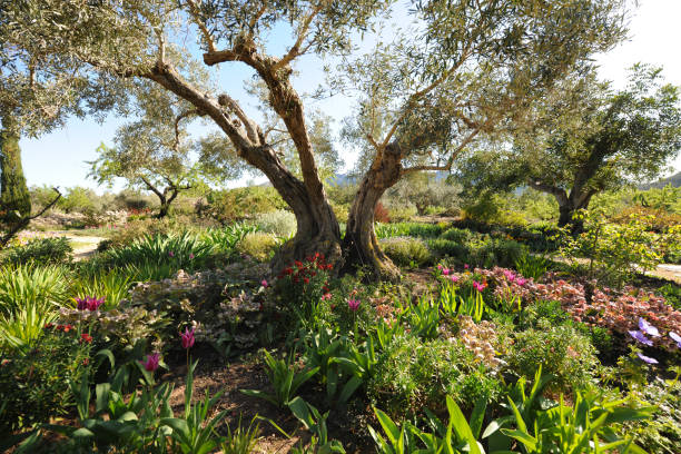 istock Colourful Mediterranean garden in springtime 2030375869