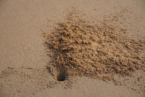 a hole inside the sand photo