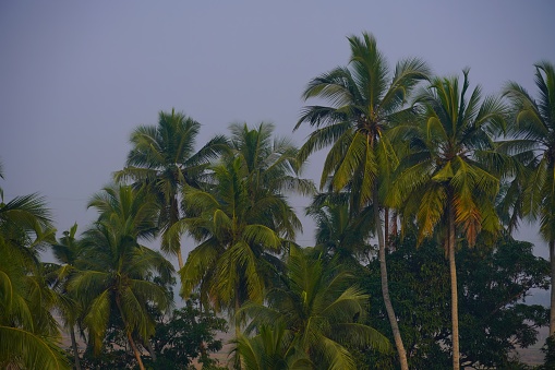 photograph of coconut trees on beach