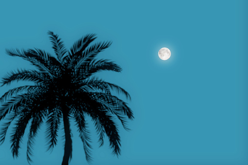 Silhouette of a Palm Tree Against the Background of the Evening Sky with the Moon extreme closeup. 3d Rendering