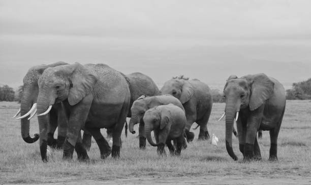 istock Gentle Giants on the March 2030408282