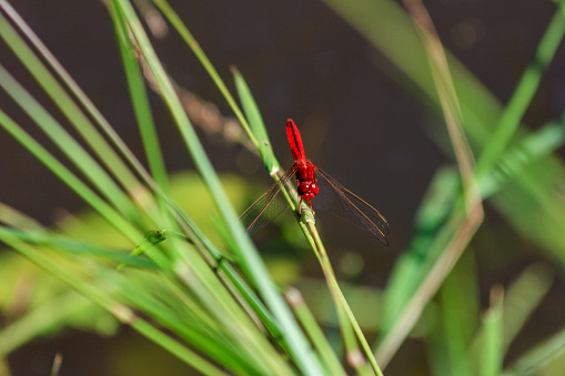 Male Ruddy Marsh Skimmer resting on a tall grass