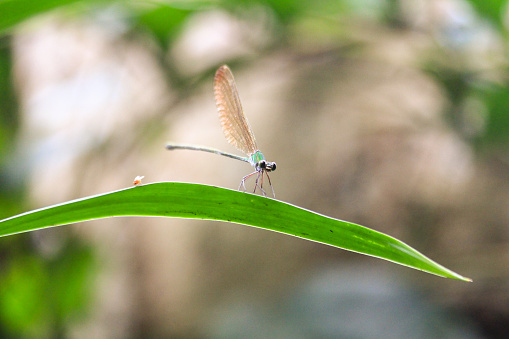 A Damselfly with a tiny fly on the same leaf