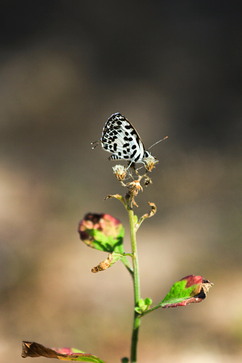 Black and white Nymph