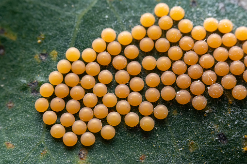 Insect eggs on wild plants, North China