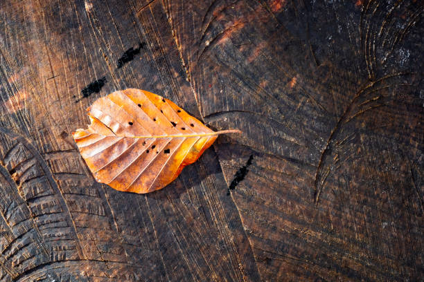 Gold colored single leaf in autumn on a wooden sawed off tree stump as background. Top down view. Beautiful seasonal motif drenched in warm afternoon sun light.