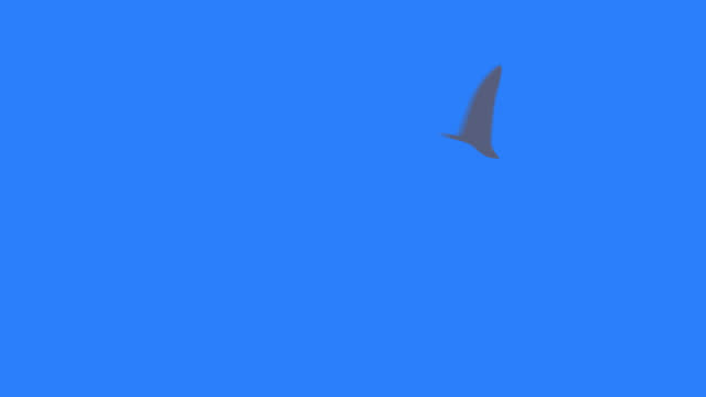 Cartoon animation of a chasing shark on a blue screen.