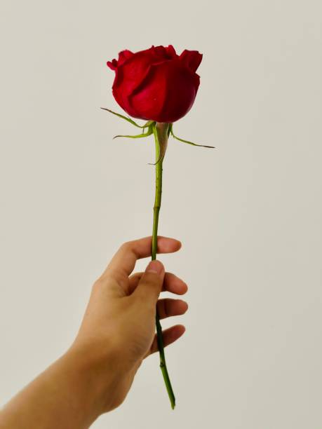 istock Woman Holding a Red Rose 2030421165