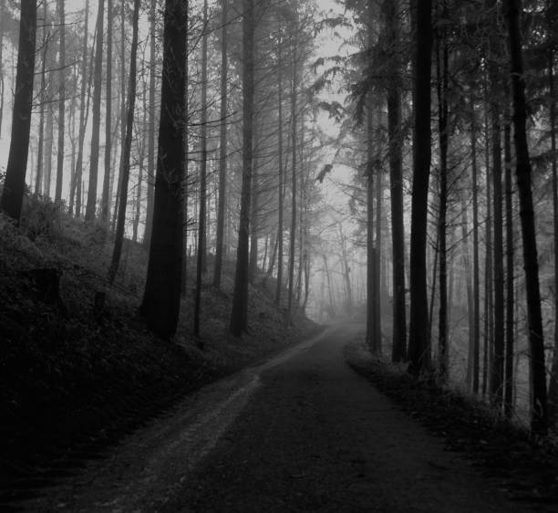 istock Path through the misty and gloomy forest 2030423872