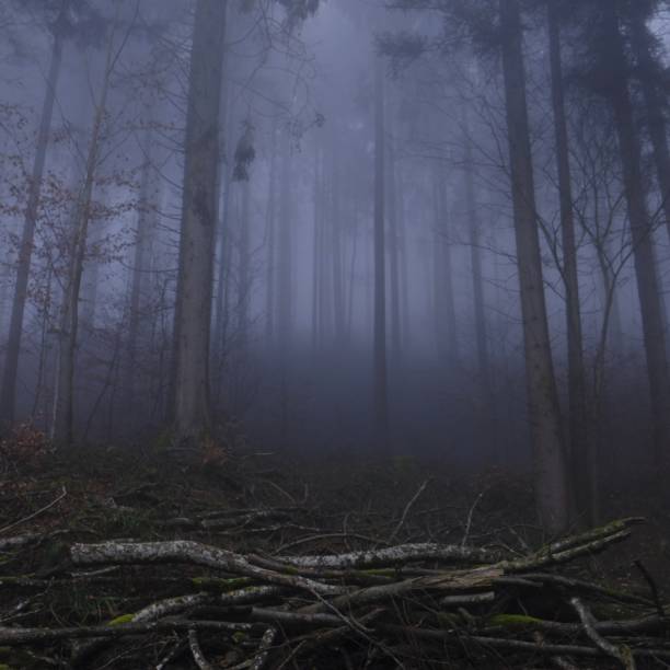 istock Evening light at the foggy forest 2030431692